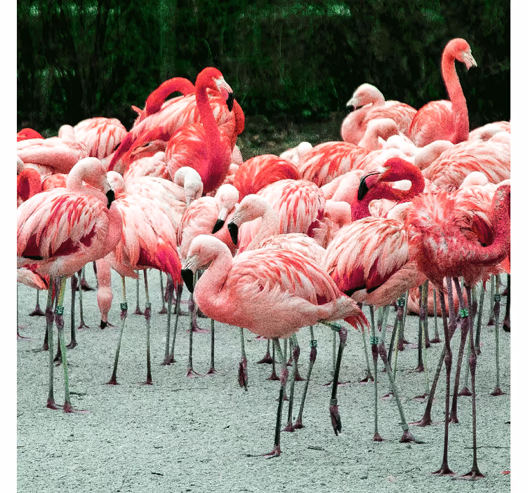 Cortina roller living comedor flamencos bonitos en agua - TenVinilo