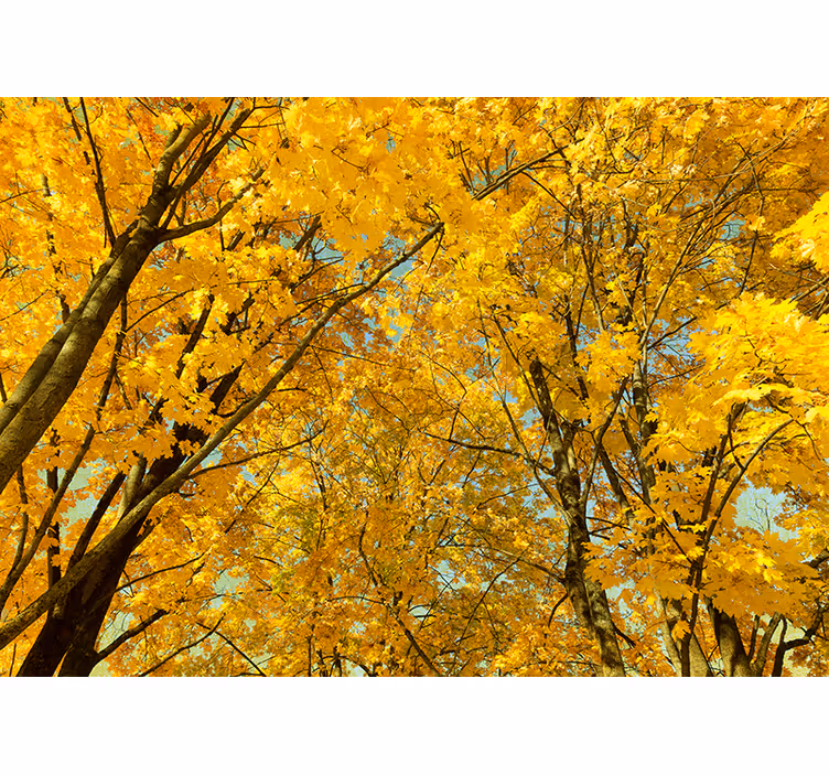Cortina roller amarilla hojas amarillas de otoño - TenVinilo