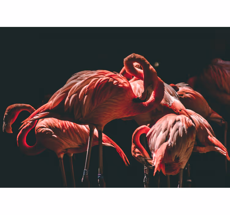 Cortina roller living comedor flamencos rosas iluminados - TenVinilo