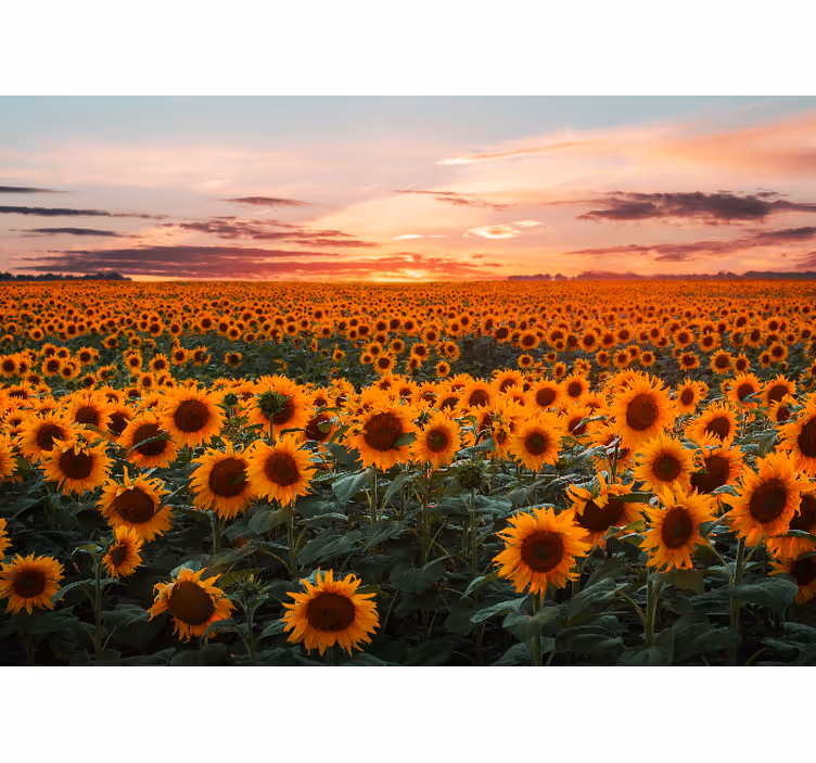 Cortina roller living comedor atardecer girasol - TenVinilo