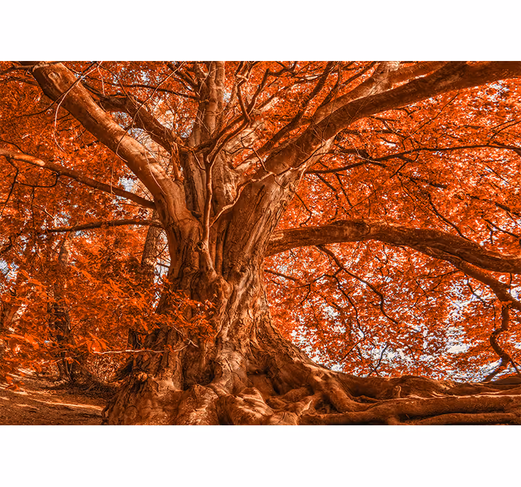 Cortina roller living comedor árbol hermoso de otoño - TenVinilo