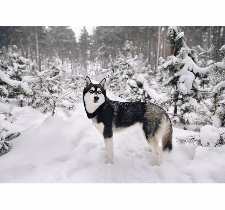 Cortina roller blanca bosque invernal y perro husky - TenVinilo