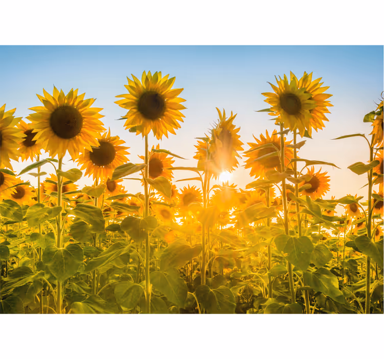 Cortina roller habitación campo de girasoles al amanecer - TenVinilo