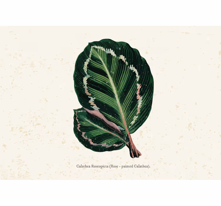 Cortina roller habitación hojas de maranta verde rojo - TenVinilo