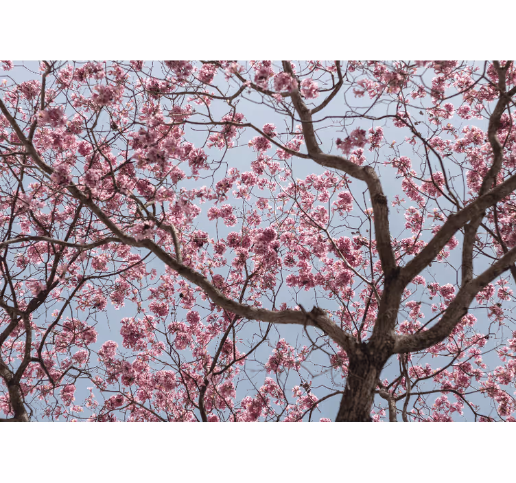 Cortina roller habitación árbol de cerezos rosa - TenVinilo