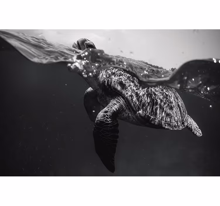 Cortina roller negra tortuga nadando en monocromo - TenVinilo