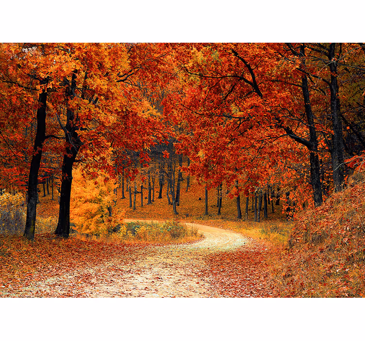 Cortina roller naranja papel pintado árboles en otoño - TenVinilo