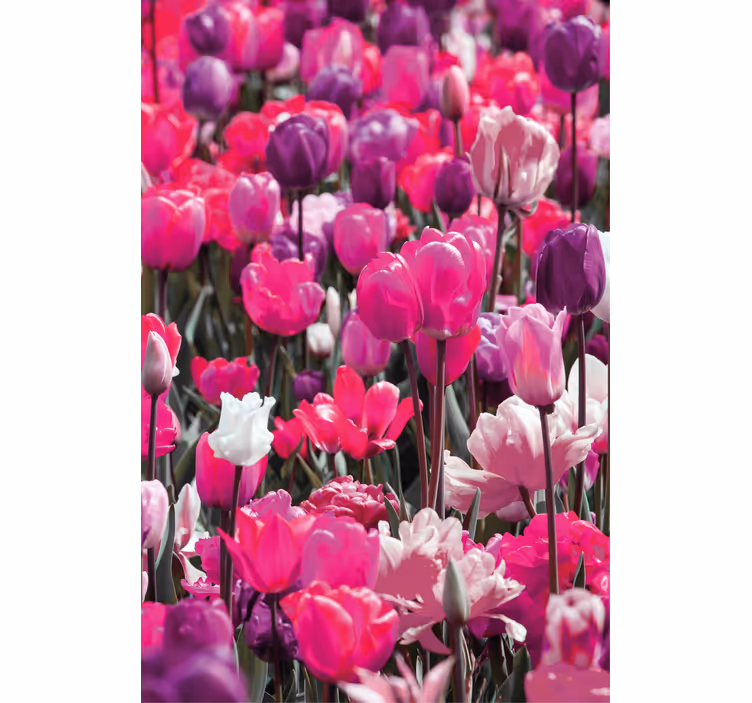 Cortina roller flores tulipanes morados - TenVinilo