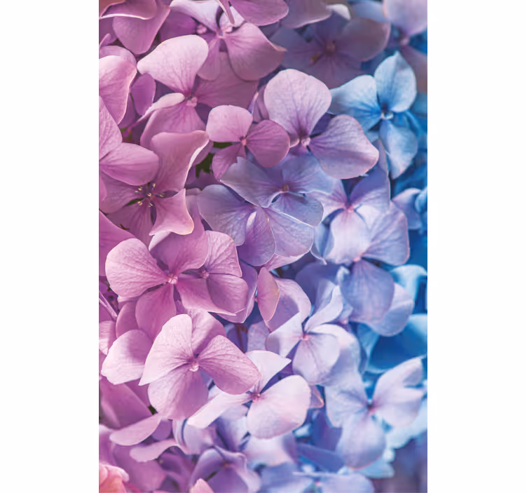 Cortina roller flores racimo de pétalos de hortensia - TenVinilo