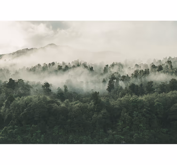 Cortina roller árboles niebla exuberante del bosque - TenVinilo