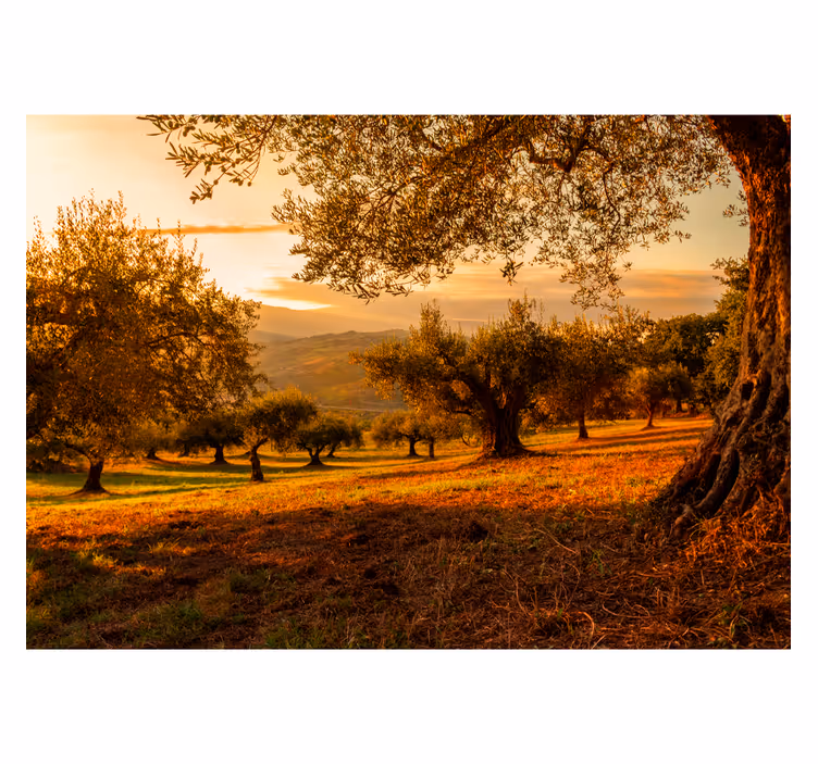 Fotomural de arboles campo olivares andaluz - TenVinilo