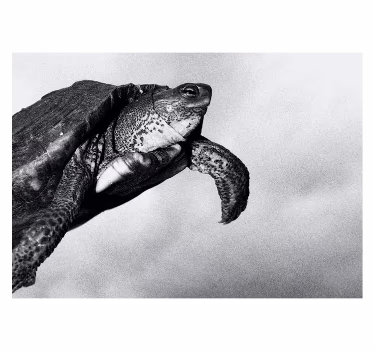 Fotomural de animales tortuga blanco y negro - TenVinilo