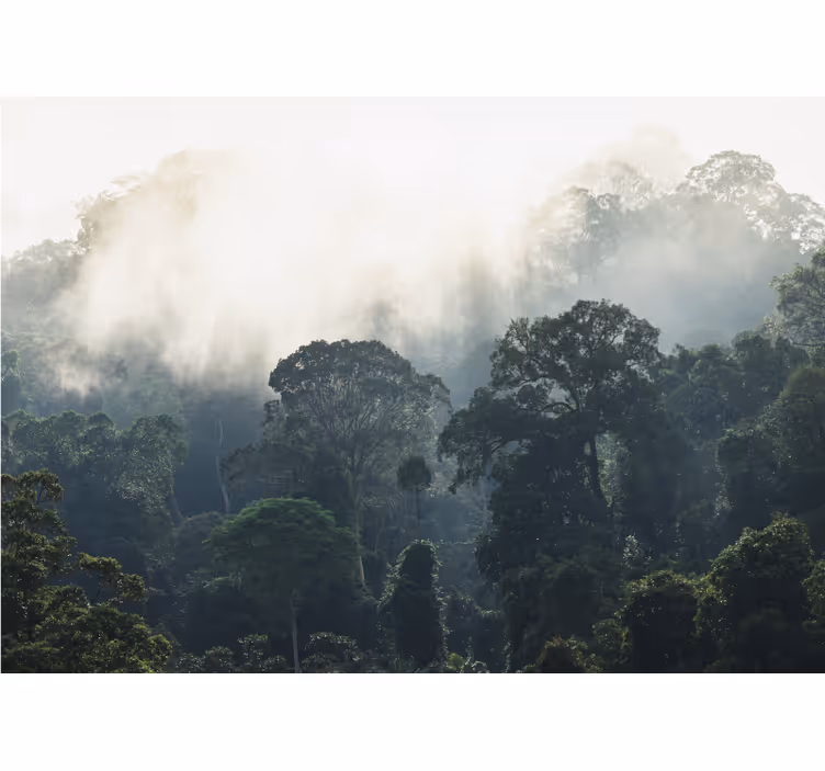 Fotomural naturaleza Fondo de la selva - TenVinilo