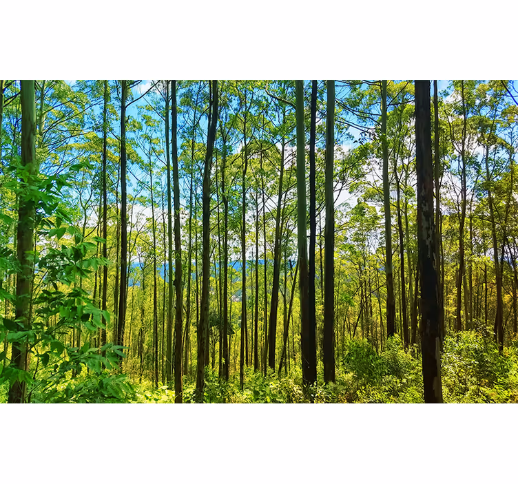Mural de naturaleza Árboles verdes altos - TenVinilo