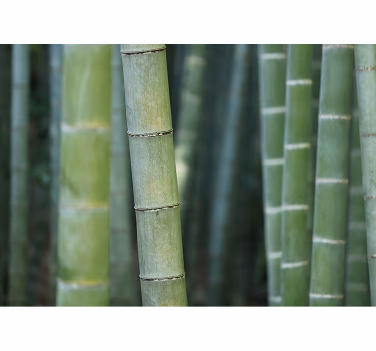 Fotomural naturaleza Cañas de bambú del bosque - TenVinilo