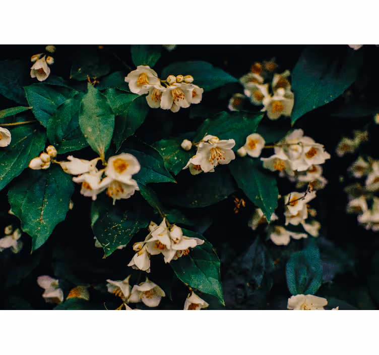 Fotomural baño Flores de jazmín - TenVinilo