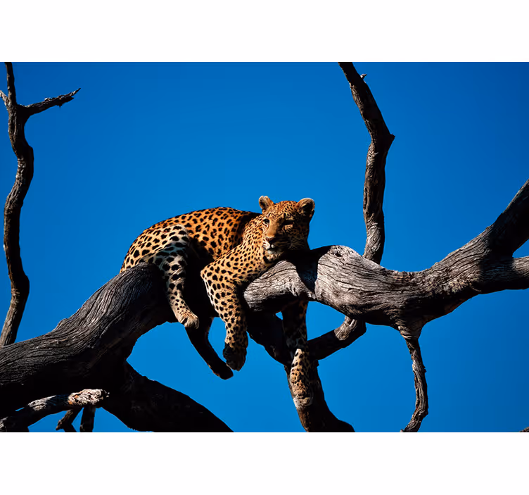 Mural de animales leopardo en la rama - TenVinilo