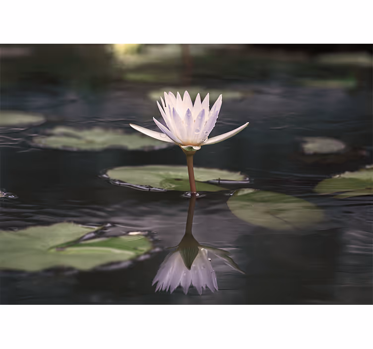 Mural de flores reflejo de la flor de loto - TenVinilo