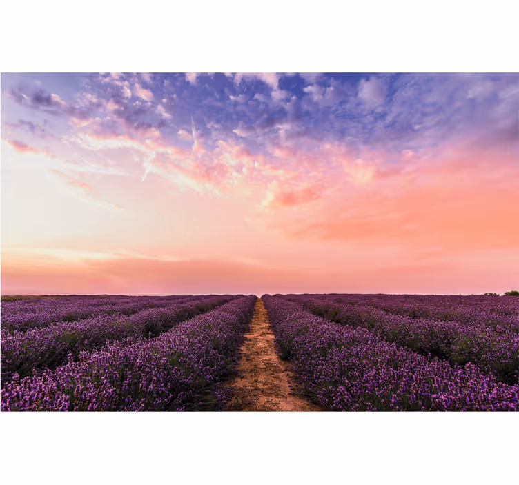 Mural de flores puesta de sol en el campo de lavanda - TenVinilo
