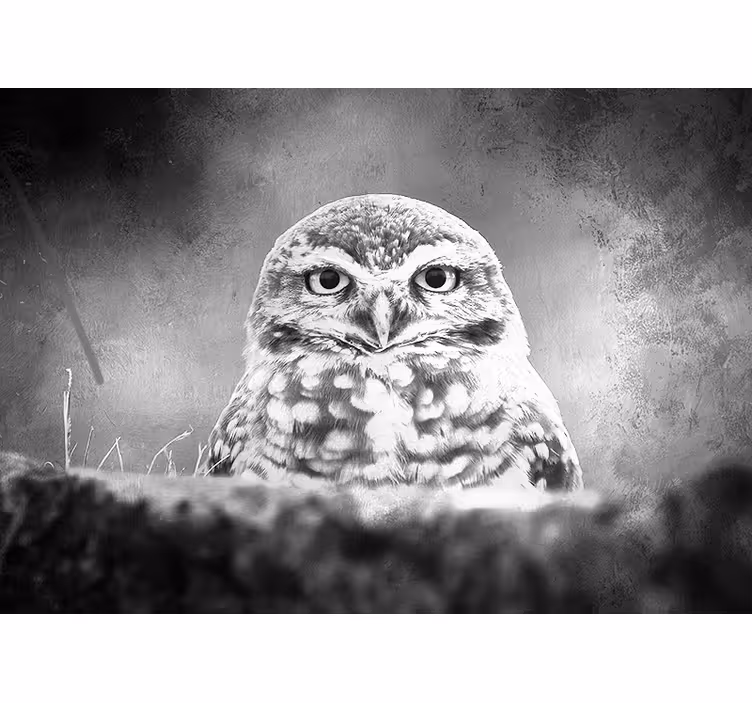 Fotomural animale Búho blanco y negro - TenVinilo