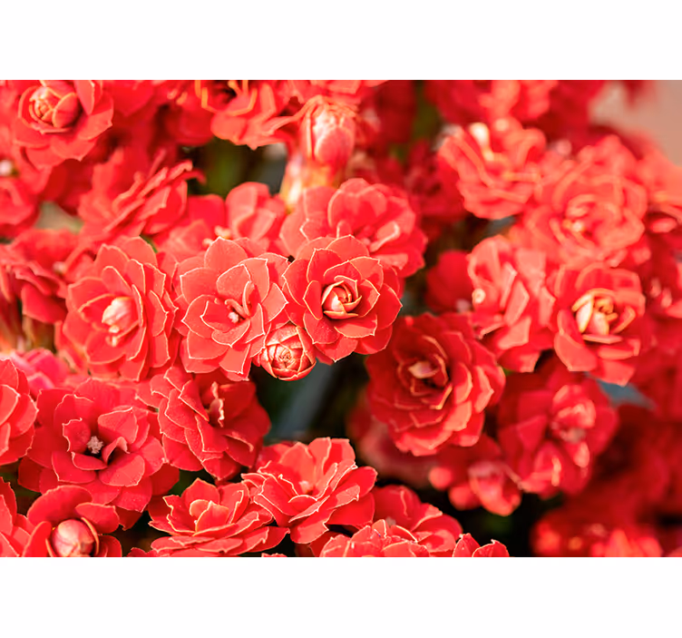 Mural de flores flor roja en flor - TenVinilo
