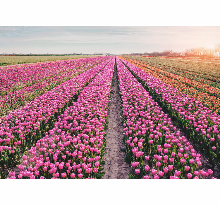 Fotomural de tulipanes Campo de línea de tulipán - TenVinilo