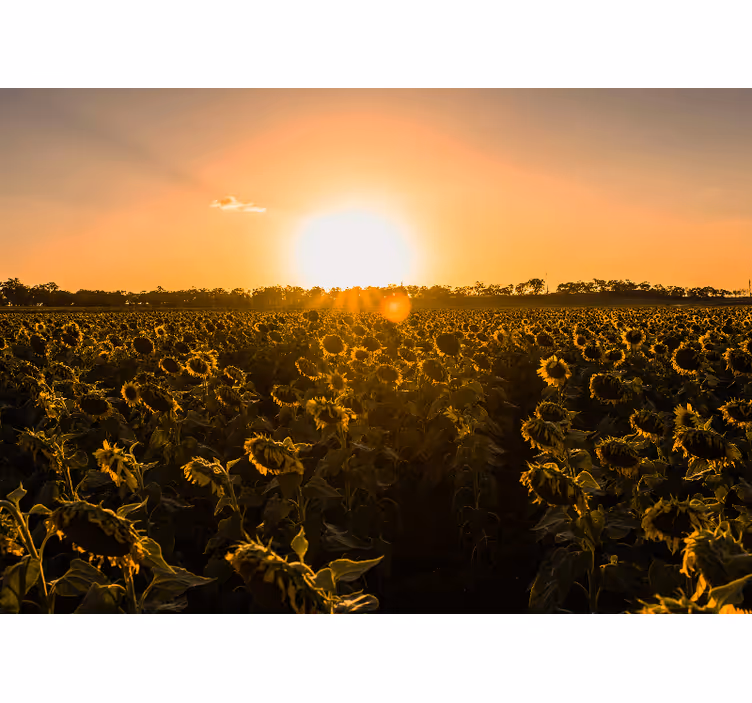 Fotomural flores Amanecer campo girasol - TenVinilo