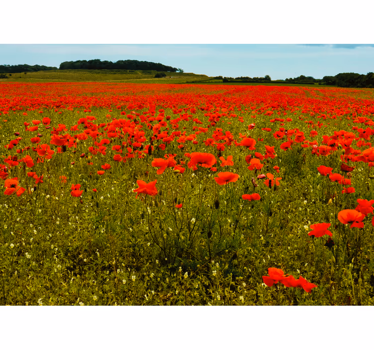 Fotomural de amapolas Campo de amapolas largo - TenVinilo