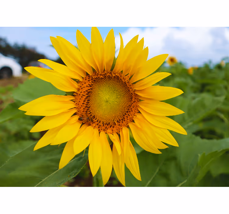 Mural de flores belleza de girasol en flor - TenVinilo
