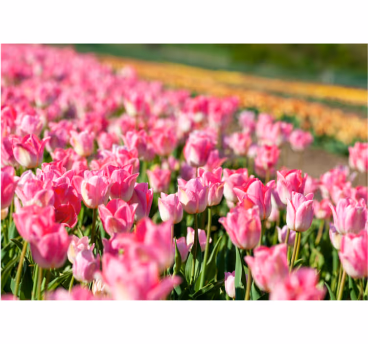 Fotomural de tulipanes Campo rosa - TenVinilo