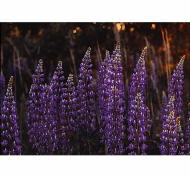 Fotomural flores Bosque con flores violetas - TenVinilo