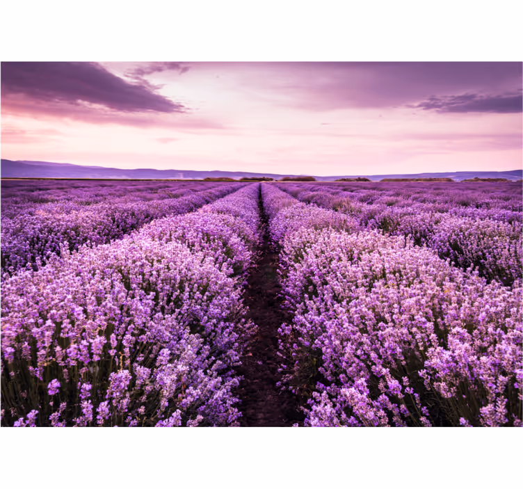 Mural de flores campo de lavanda tranquilo - TenVinilo