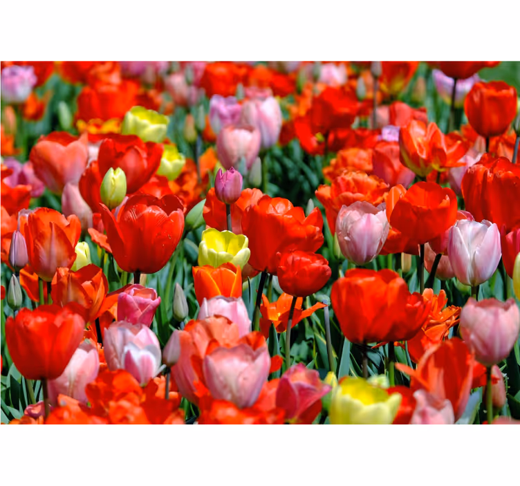 Mural de flores pradera de tulipanes coloridos - TenVinilo