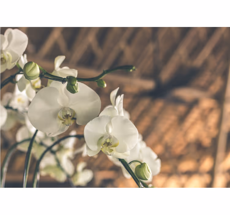 Mural de orquídeas flores de orquídea elegantes - TenVinilo