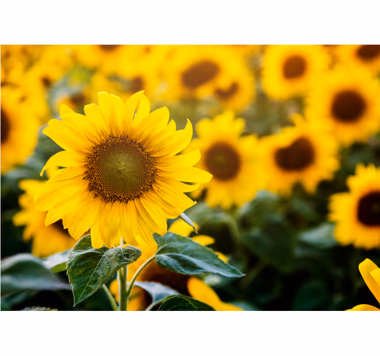 Mural de flores campo de girasoles en flor - TenVinilo