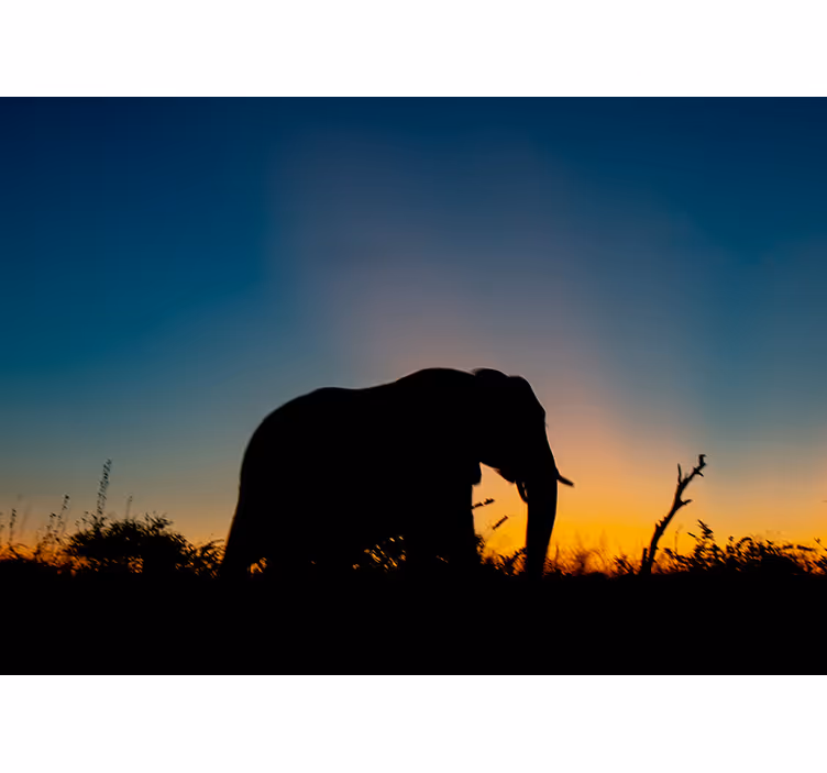 Fotomural naturaleza Silueta africana con elefantes - TenVinilo