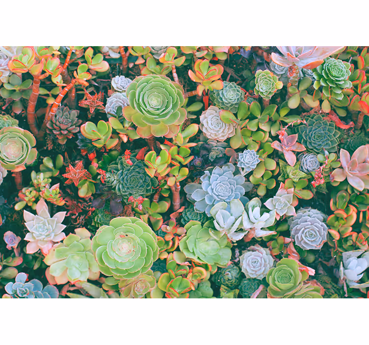 Mural de flores jardín de suculentas - TenVinilo