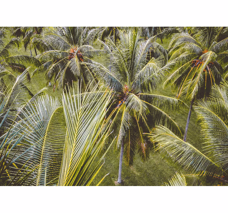 Mural de naturaleza hojas de palmera exuberantes - TenVinilo