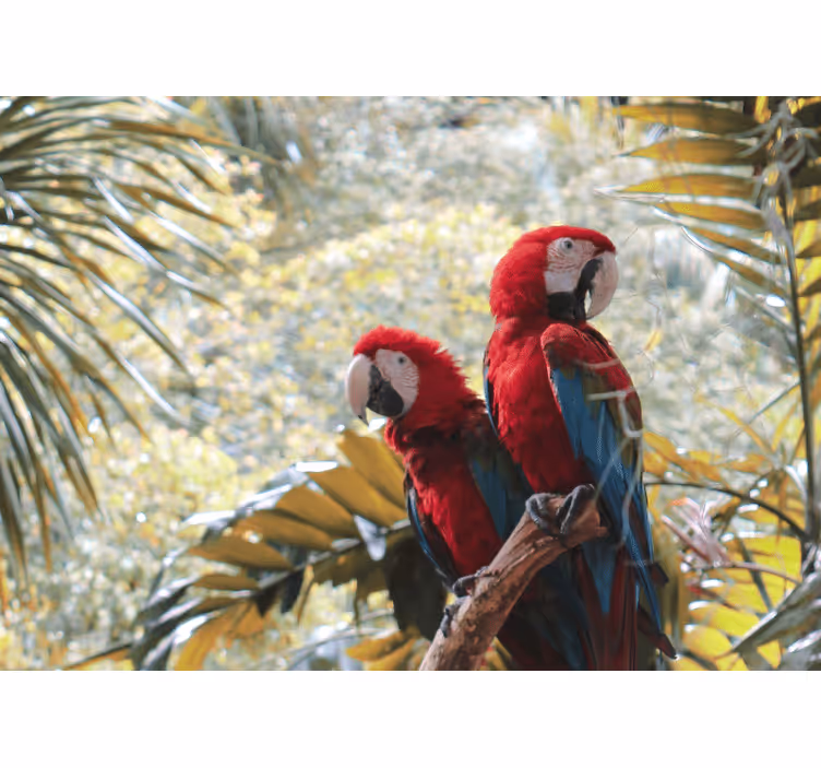 Mural de animales pareja de guacamayos rojos - TenVinilo