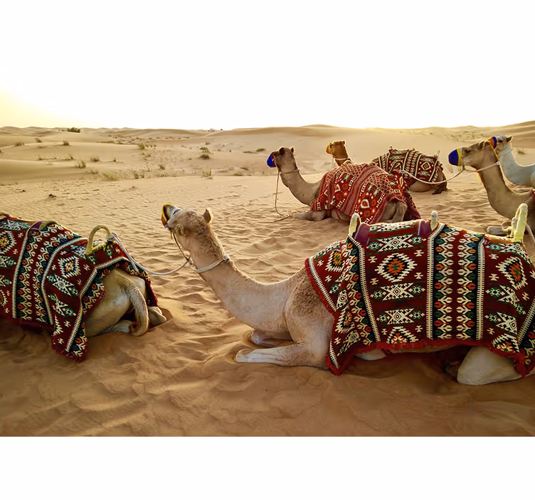 Mural de desierto camellos en el desierto - TenVinilo