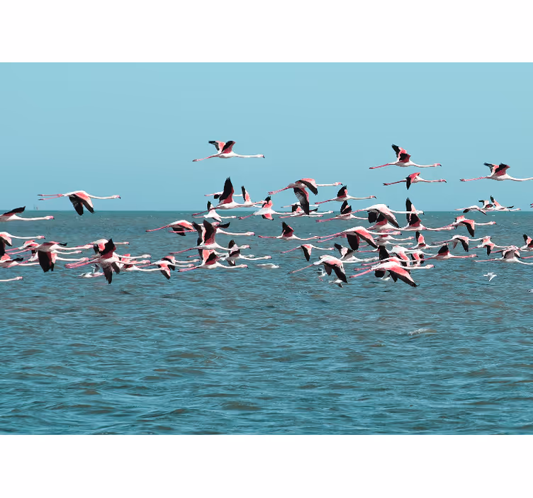 Mural de animales flamencos sobre el agua - TenVinilo