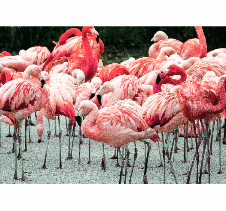 Mural de animales bandada de flamencos - TenVinilo