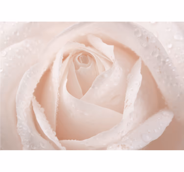 Mural de rosas delicada flor blanca - TenVinilo