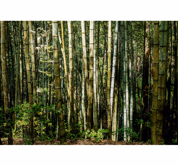 Fotomural de arboles Bosque japonés de bambú - TenVinilo