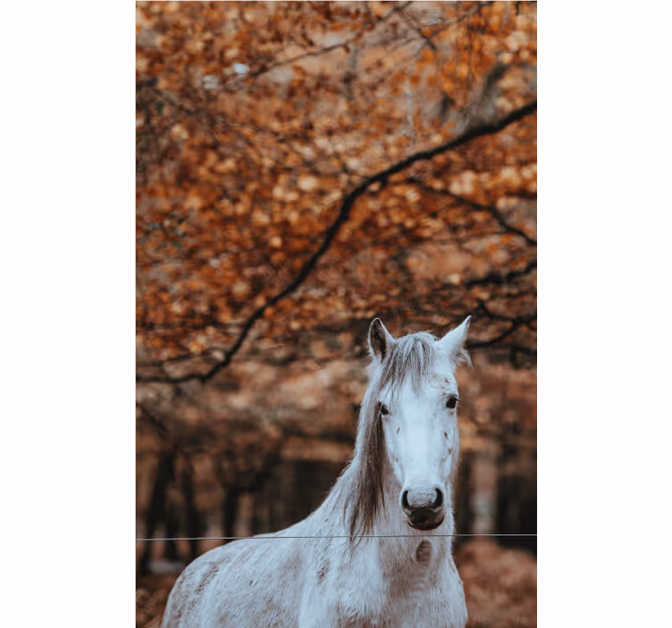 Mural de animales majestuoso caballo blanco - TenVinilo