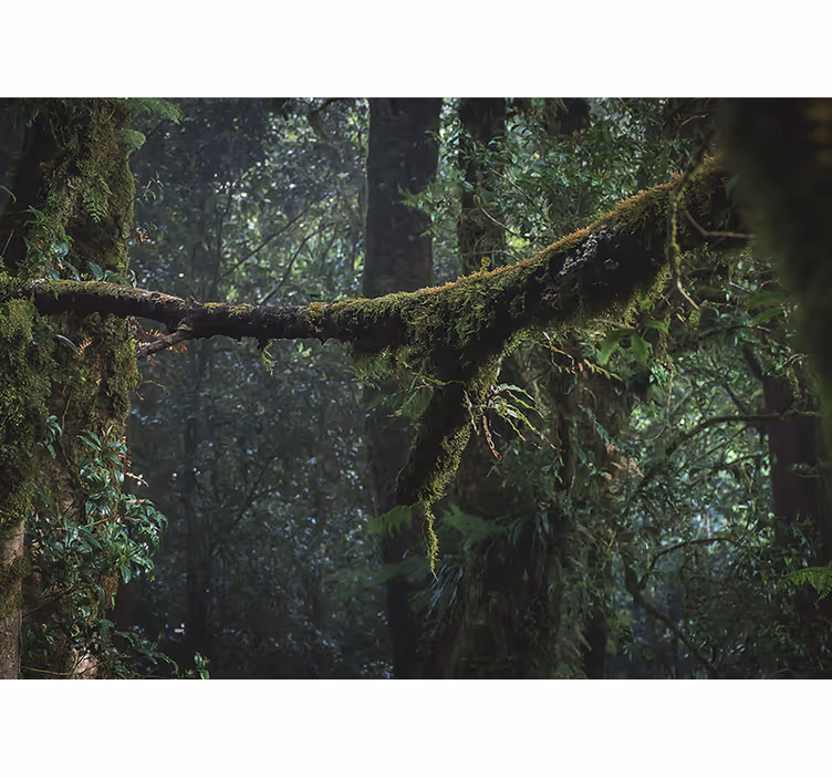 Mural de bosque copas de árboles frondosos - TenVinilo