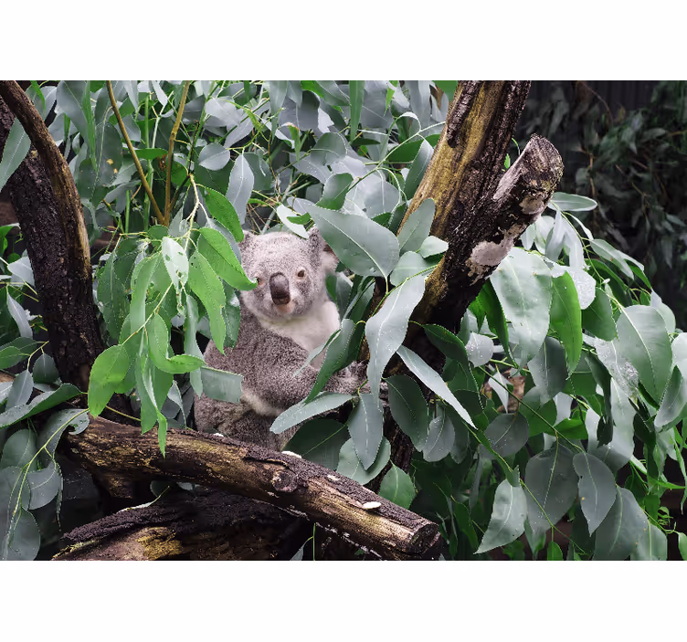 Mural de animales koala entre hojas - TenVinilo
