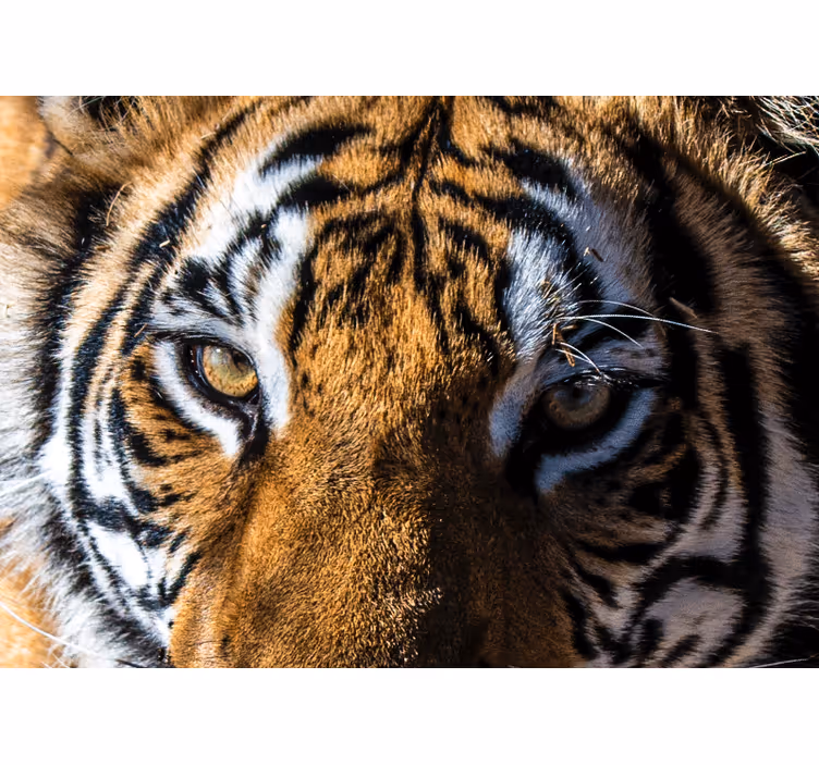 Mural de animales tigre magnífico en primer plano - TenVinilo