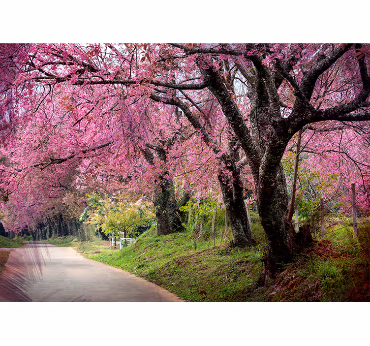 Fotomural de arboles Cerezos japoneses rosados - TenVinilo