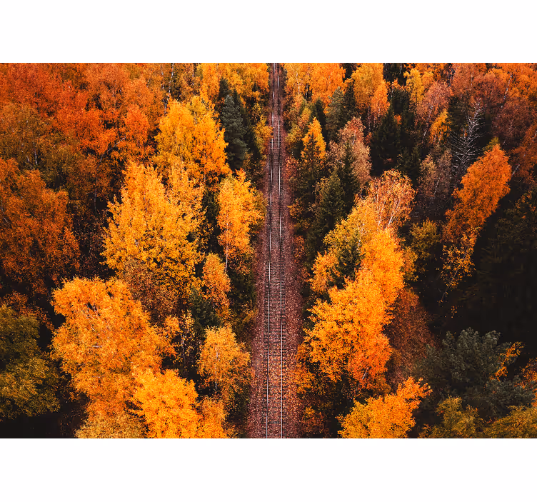 Fotomural de bosque Foto aérea árboles forestales - TenVinilo